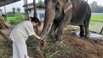 Veterinary Electives & Clinical Placements in Nepal